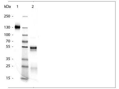 SDS-PAGE: Rabbit IgG Isotype Control [NBP2-36463]